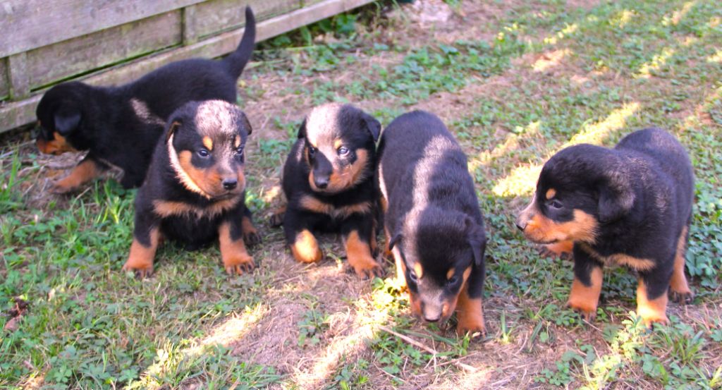 Des Bruyères De Saint Cyr - Chiots disponibles - Berger de Beauce