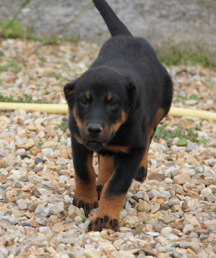 Des Bruyères De Saint Cyr - Chiots disponibles - Berger de Beauce