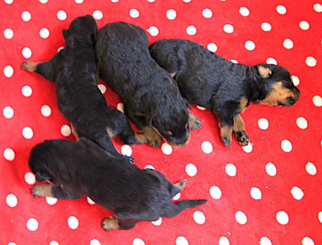 Des Bruyères De Saint Cyr - Chiots disponibles - Berger de Beauce