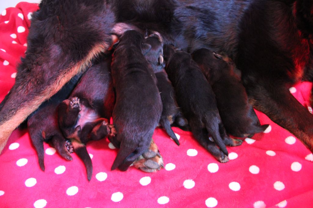 Des Bruyères De Saint Cyr - Chiots disponibles - Berger de Beauce