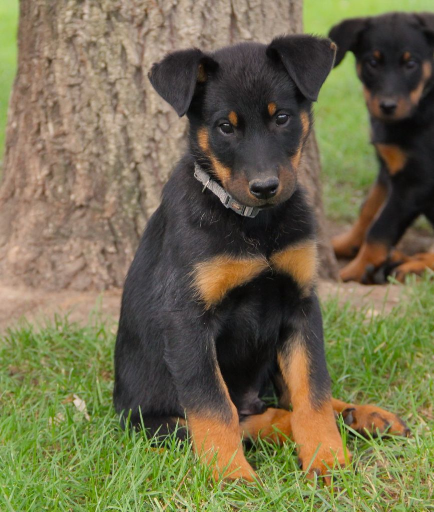 Des Bruyères De Saint Cyr - Chiots disponibles - Berger de Beauce