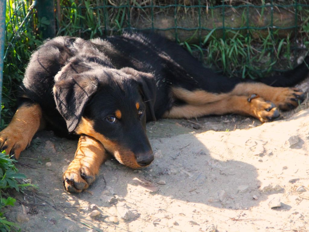 Des Bruyères De Saint Cyr - Chiots disponibles - Berger de Beauce