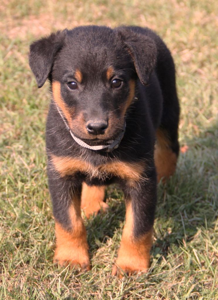 Des Bruyères De Saint Cyr - Chiots disponibles - Berger de Beauce
