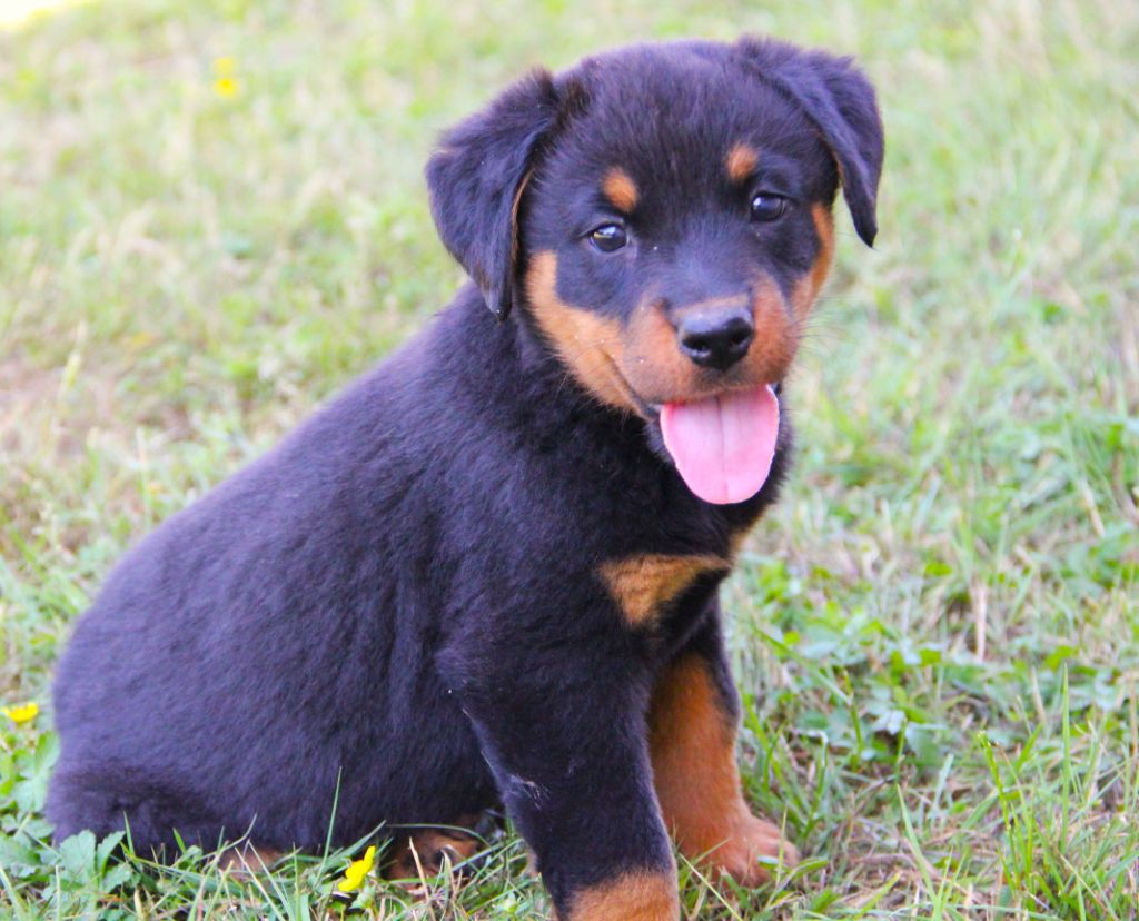 Des Bruyères De Saint Cyr - Chiots disponibles - Berger de Beauce