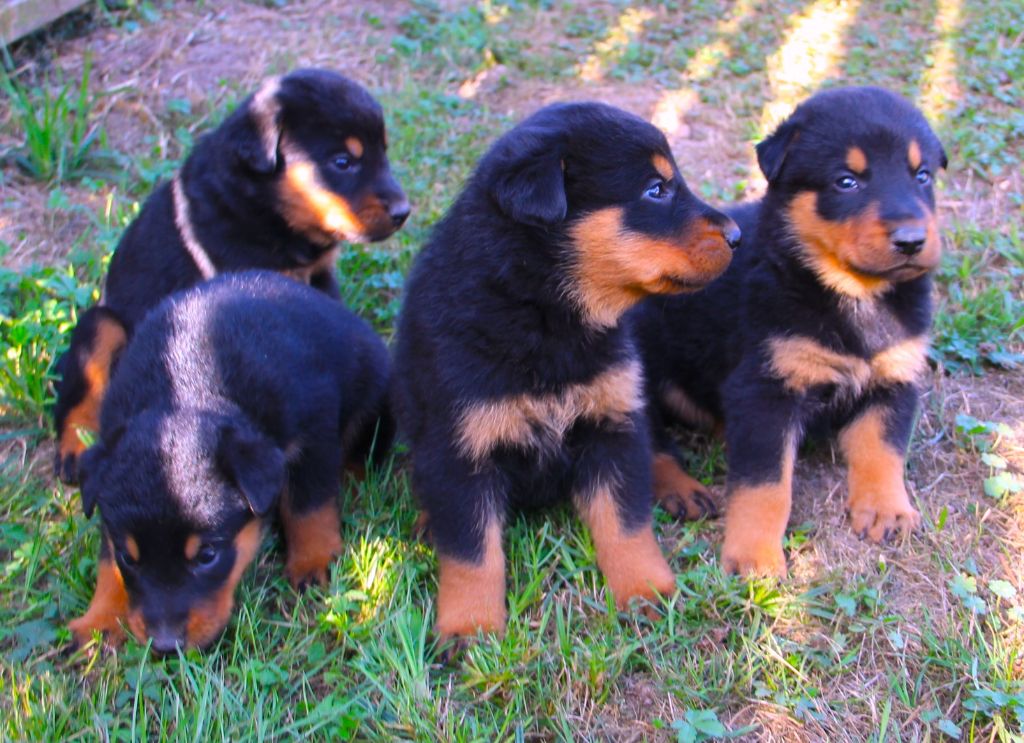 Des Bruyères De Saint Cyr - Chiots disponibles - Berger de Beauce